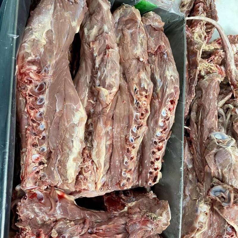 乳牛犊牛，多肉脊骨