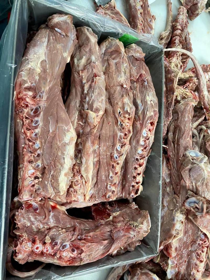 乳牛犊牛，多肉脊骨