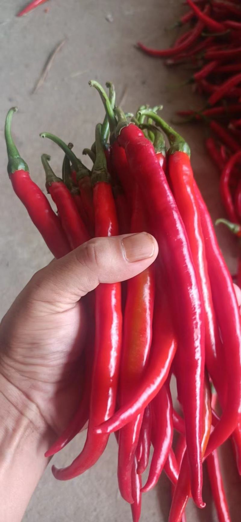 新苗红线椒，大量货源，需要的老板抓紧