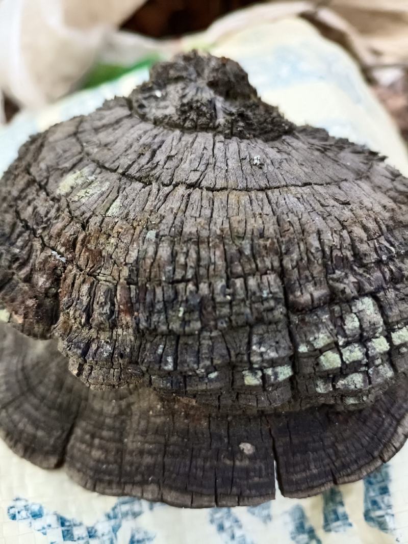 爆马桑黄，纯野生欢迎各位老板选购