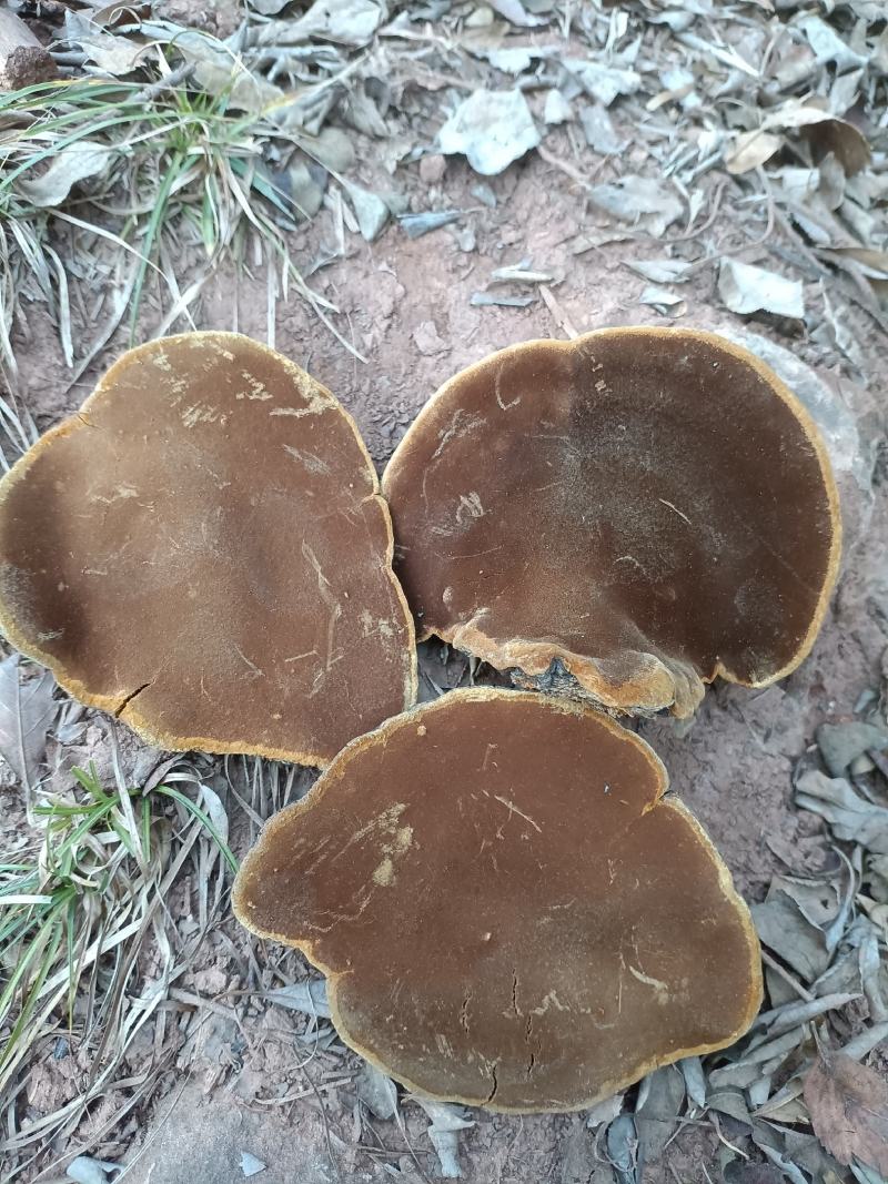 爆马桑黄，纯野生欢迎各位老板选购