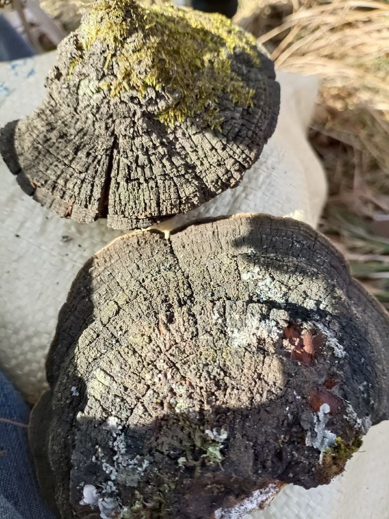 爆马桑黄，纯野生欢迎各位老板选购