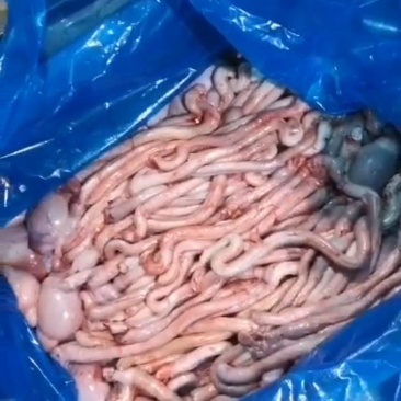 精修鲜冻羊宝，羊鞭大小均匀