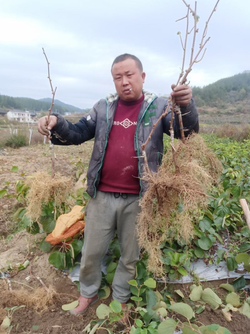 正宗对萼小叶水杨桃嫁接的东红猕猴桃苗红心猕猴桃苗