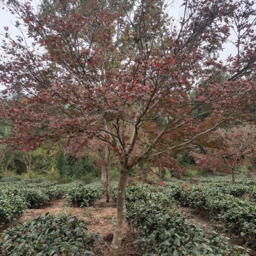 12公分红枫（苗圃直供，精品树型，价格实惠）