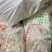 国产小牛排、乳牛排，全年有货，可根据客户要求定制加工