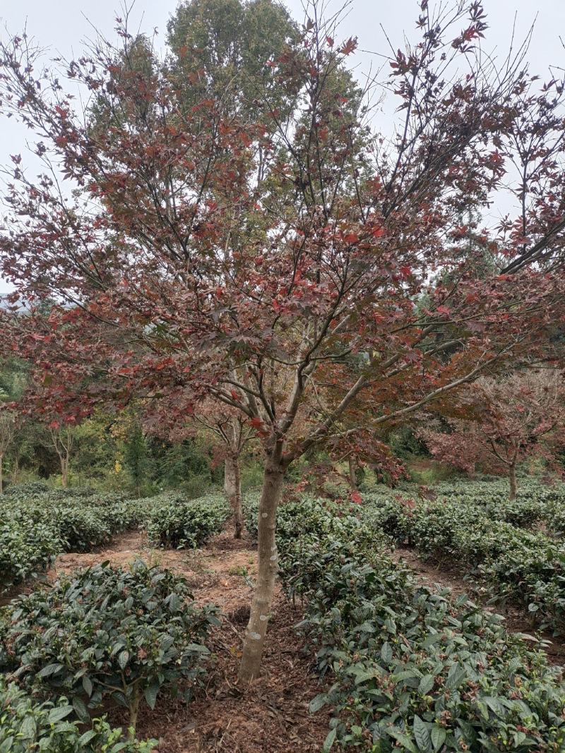 12公分红枫（苗圃直供，精品树型，价格实惠）