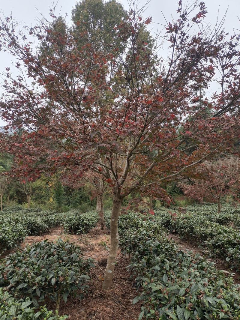 12公分红枫（苗圃直供，精品树型，价格实惠）