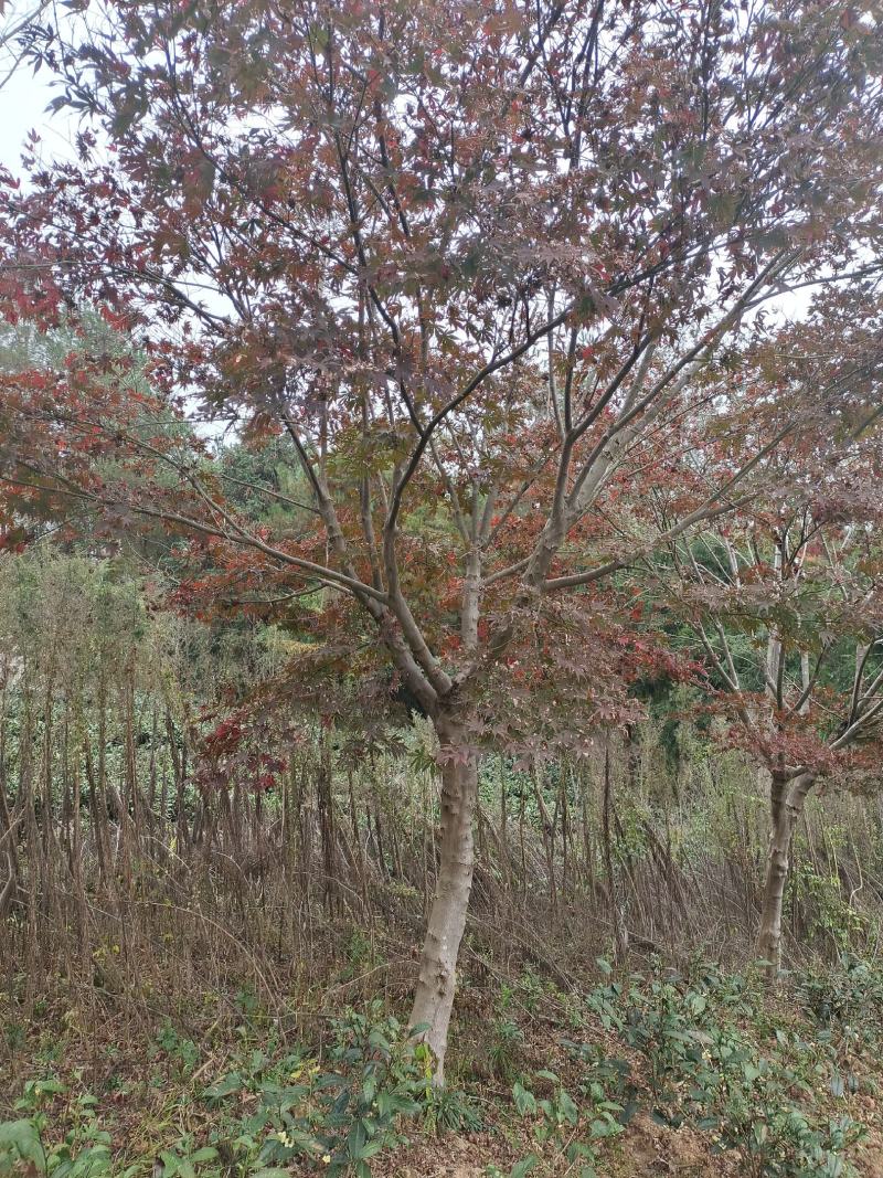12公分红枫（苗圃直供，精品树型，价格实惠）