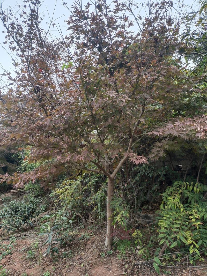 12公分红枫（苗圃直供，精品树型，价格实惠）