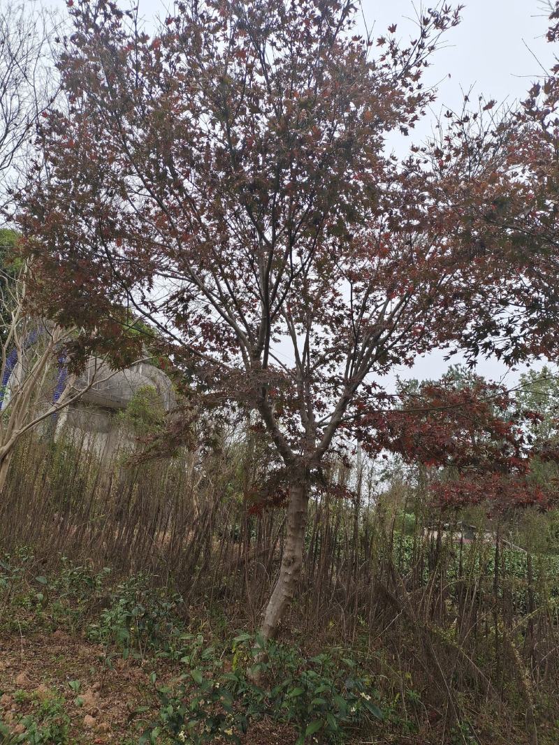 12公分红枫（苗圃直供，精品树型，价格实惠）