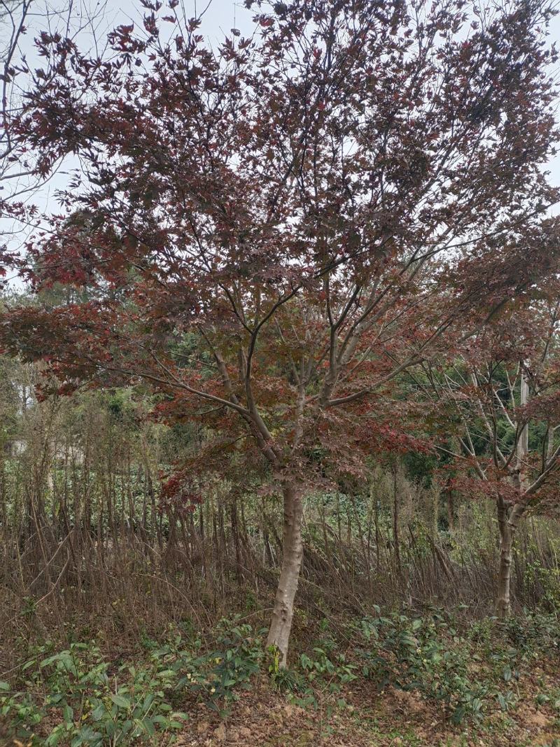 12公分红枫（苗圃直供，精品树型，价格实惠）