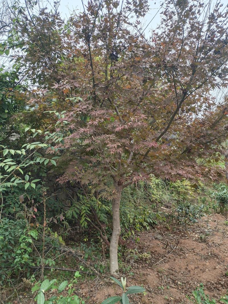 12公分红枫（苗圃直供，精品树型，价格实惠）