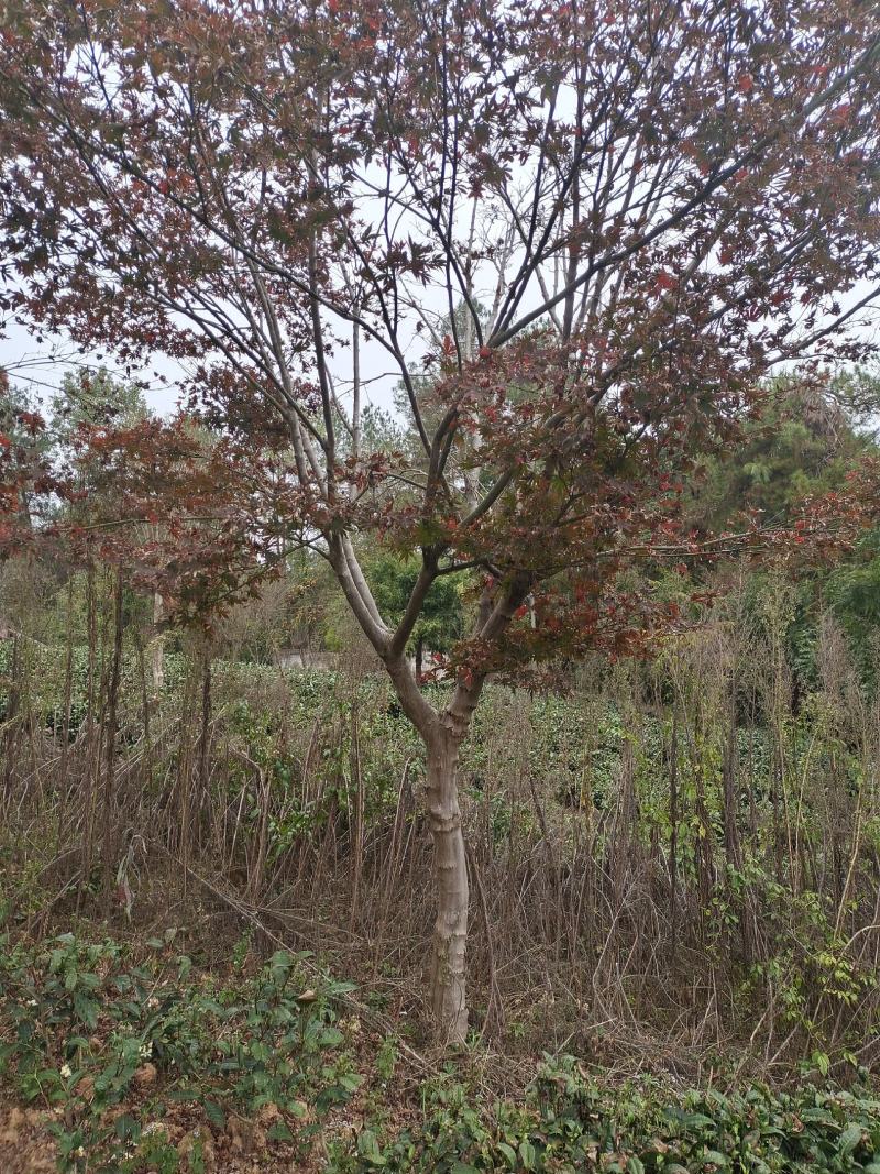 12公分红枫（苗圃直供，精品树型，价格实惠）