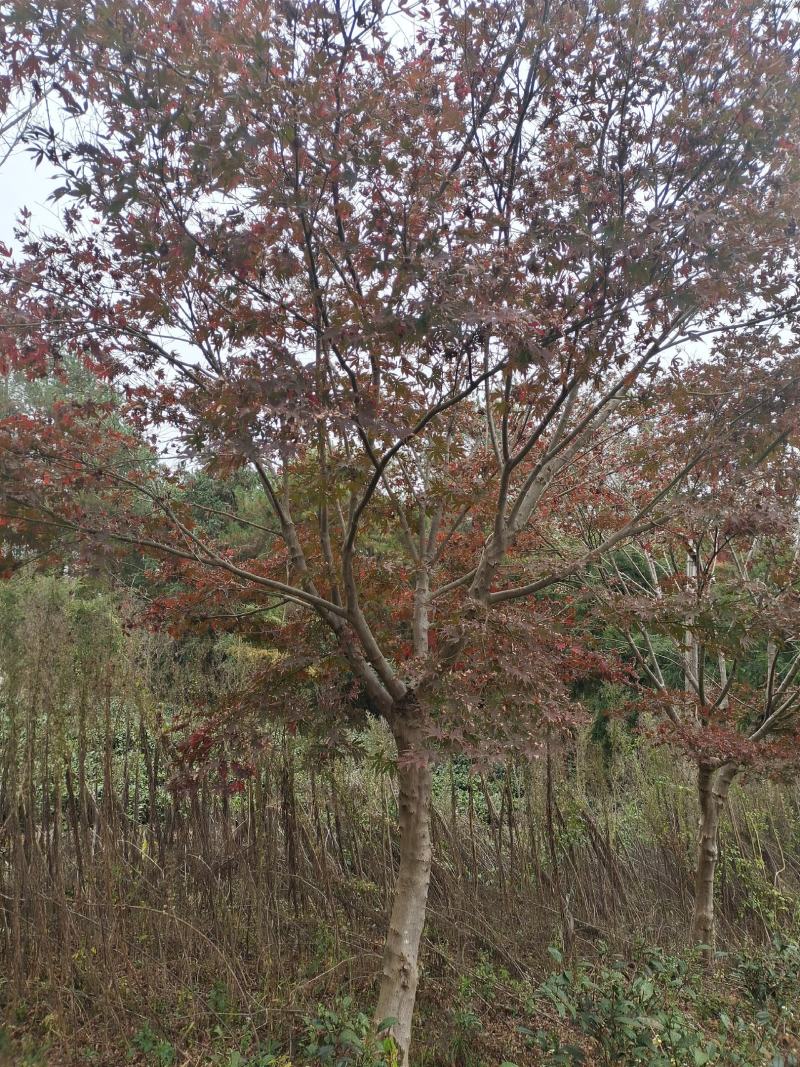 12公分红枫（苗圃直供，精品树型，价格实惠）