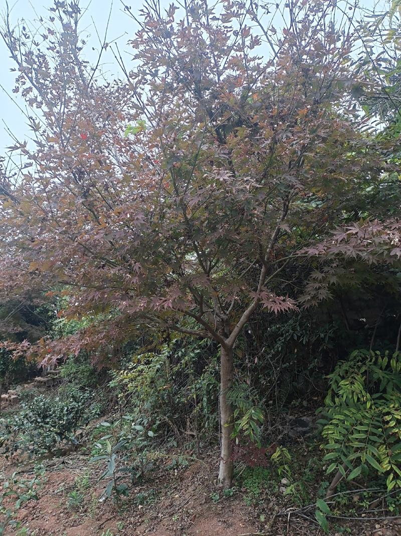 12公分红枫（苗圃直供，精品树型，价格实惠）