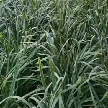 山西绛县大棚韭菜