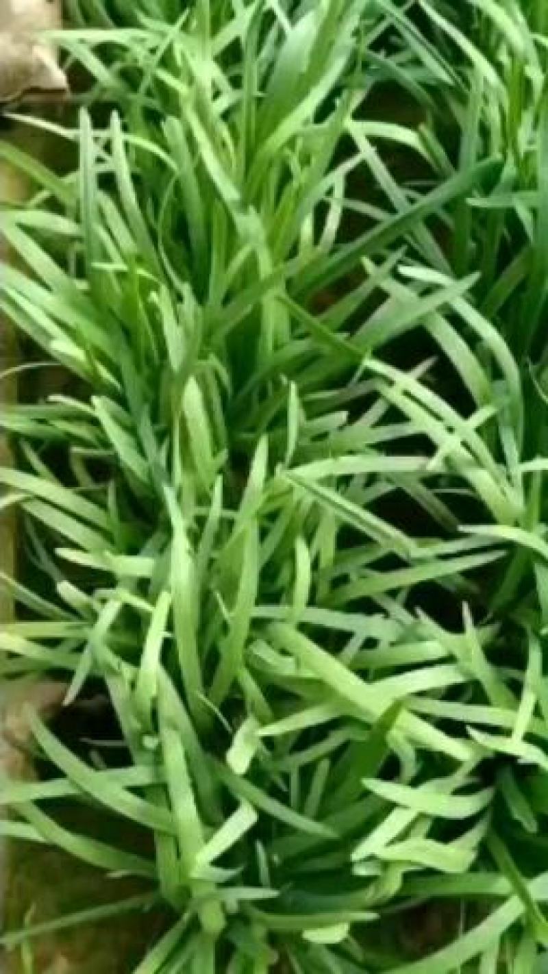 山西绛县大棚韭菜