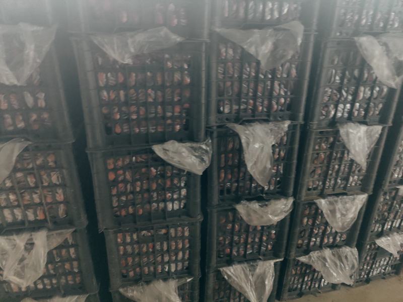 大金星，铁果大量上市，适合糖葫芦，切片有需要的老板联系我