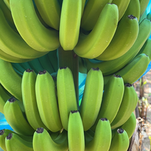 一代苗香蕉