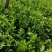 芹菜#西芹代收代发，物流配车，客户的需求是我们最大的努力