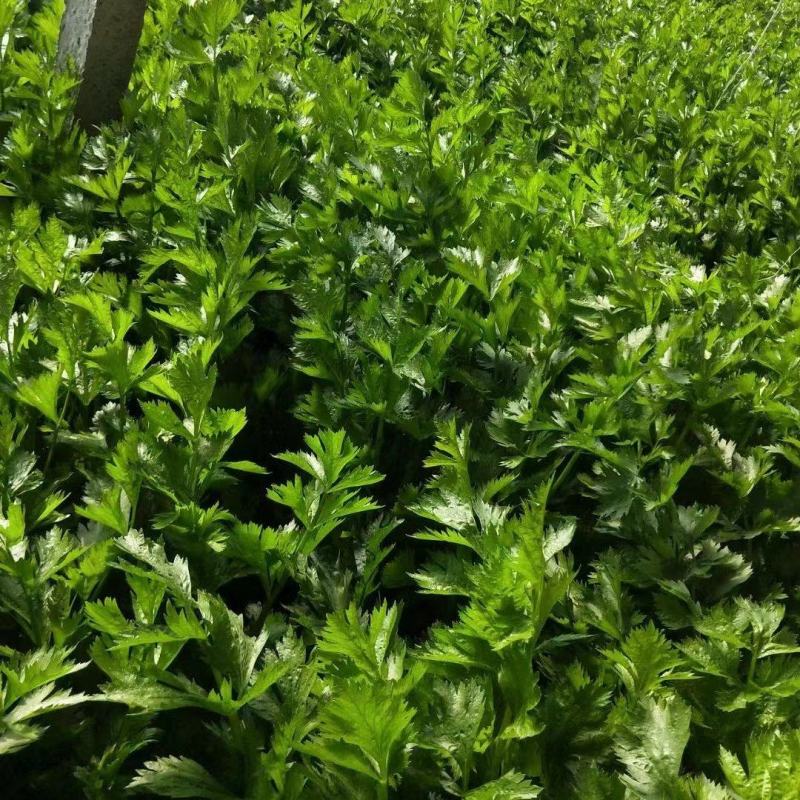 芹菜#西芹代收代发，物流配车，客户的需求是我们最大的努力
