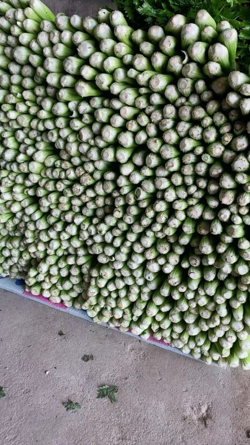 芹菜#西芹代收代发，物流配车，客户的需求是我们最大的努力