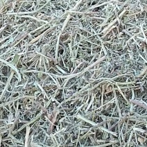 优质花生秧