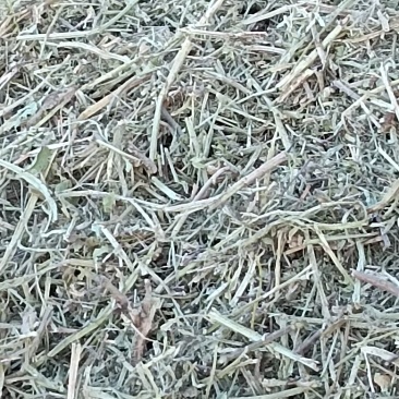 优质花生秧