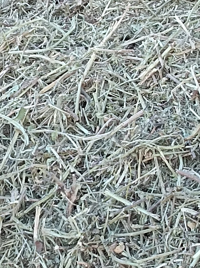 优质花生秧