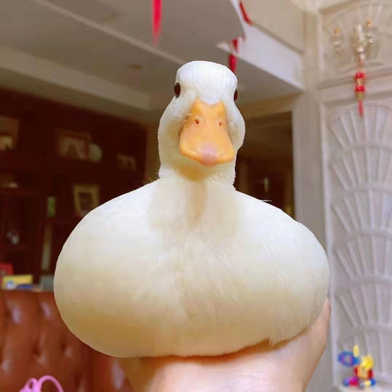 网红柯尔鸭可达鸭