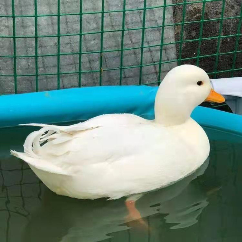 网红柯尔鸭可达鸭