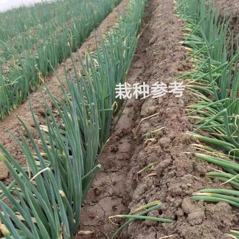 山东大葱育苗基地铁杆大葱保证质量保证成活率