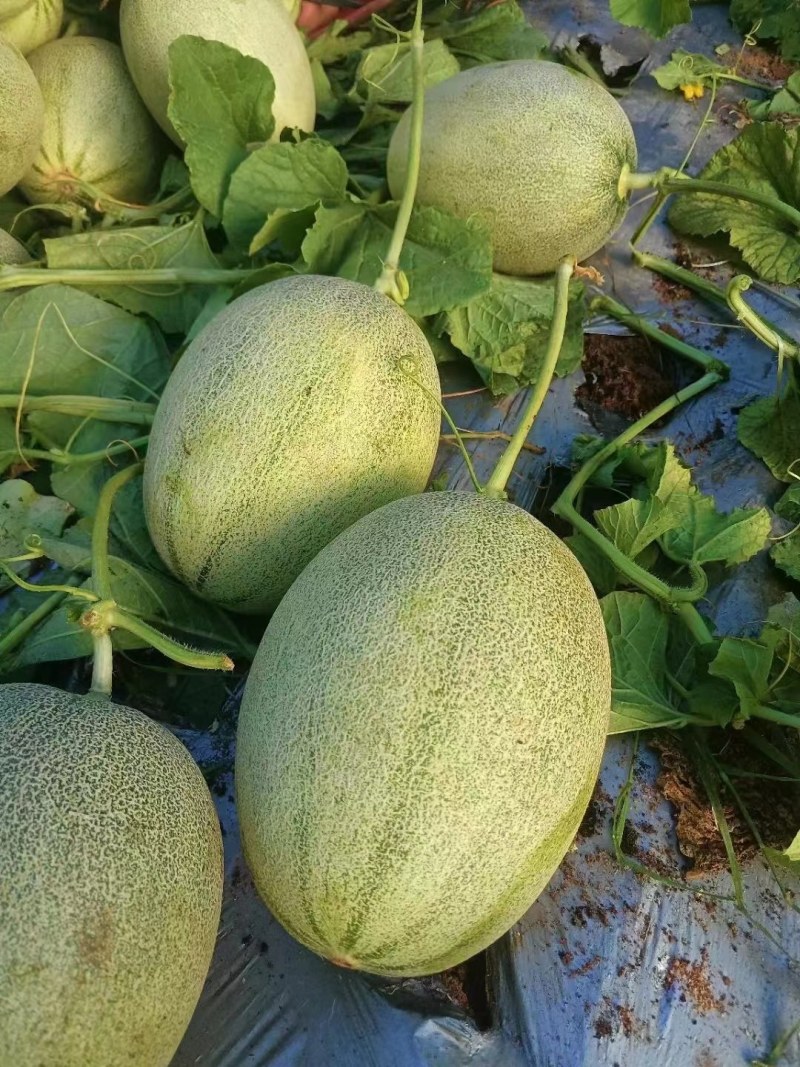 晓蜜25哈密瓜安徽省砀山县，皮薄肉厚，十八个糖，果形正