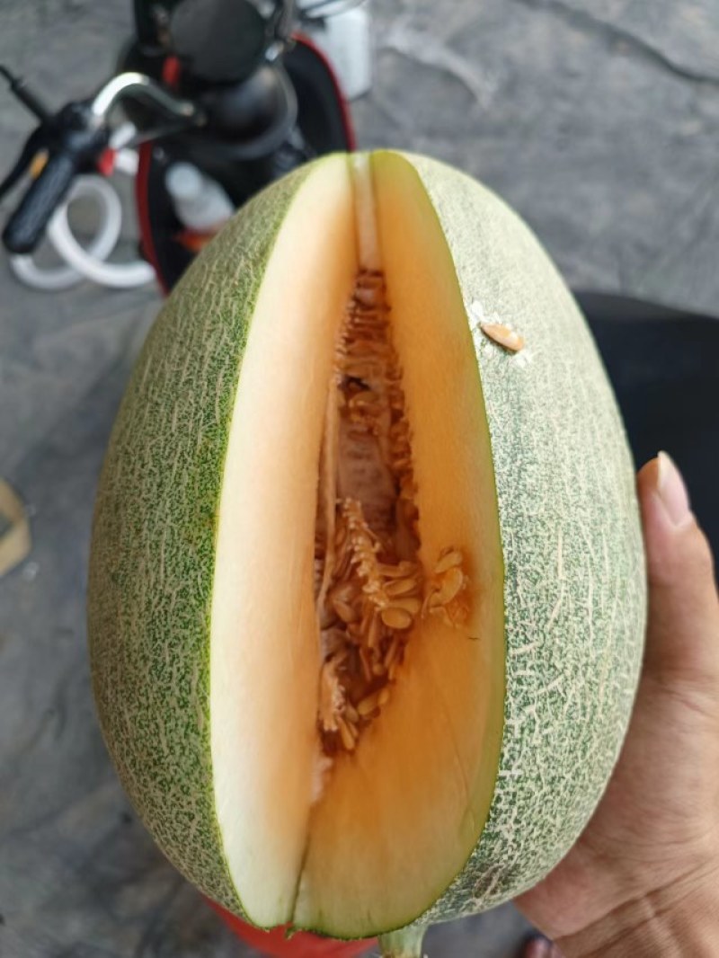 晓蜜25哈密瓜安徽省砀山县，皮薄肉厚，十八个糖，果形正