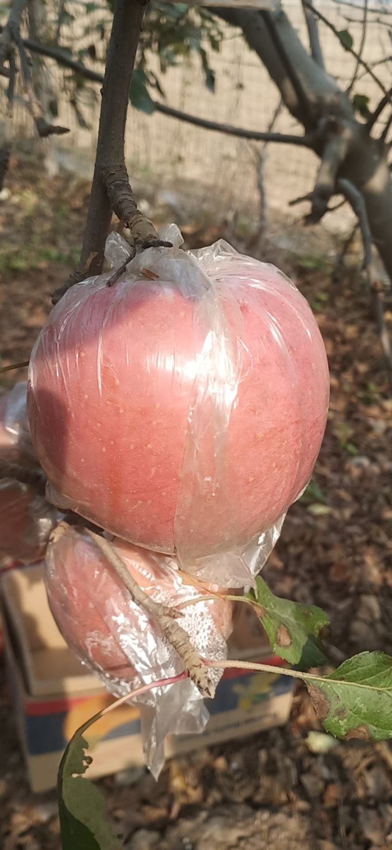自家种的红富士长枝苹果
