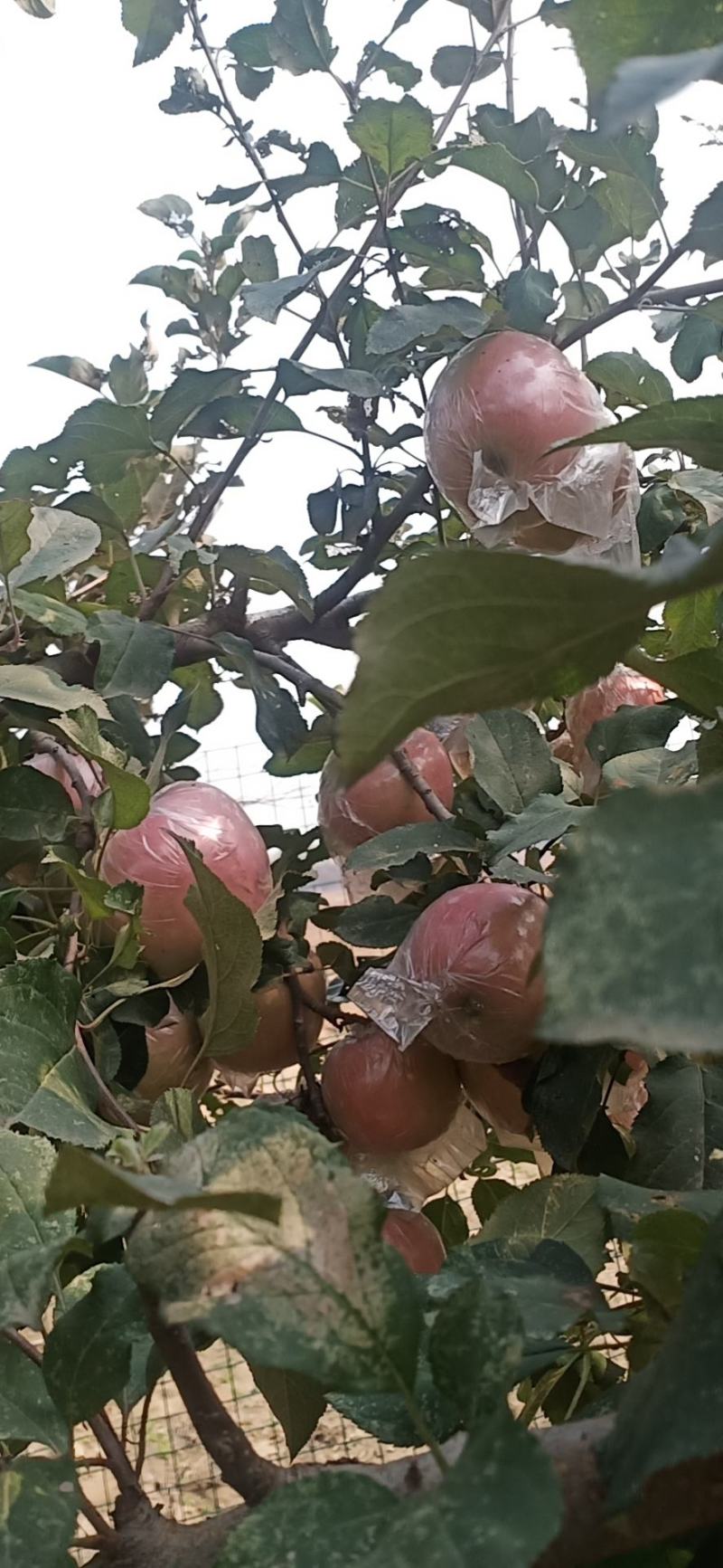 自家种的红富士长枝苹果