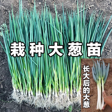 山东大葱育苗基地铁杆大葱保证质量保证成活率
