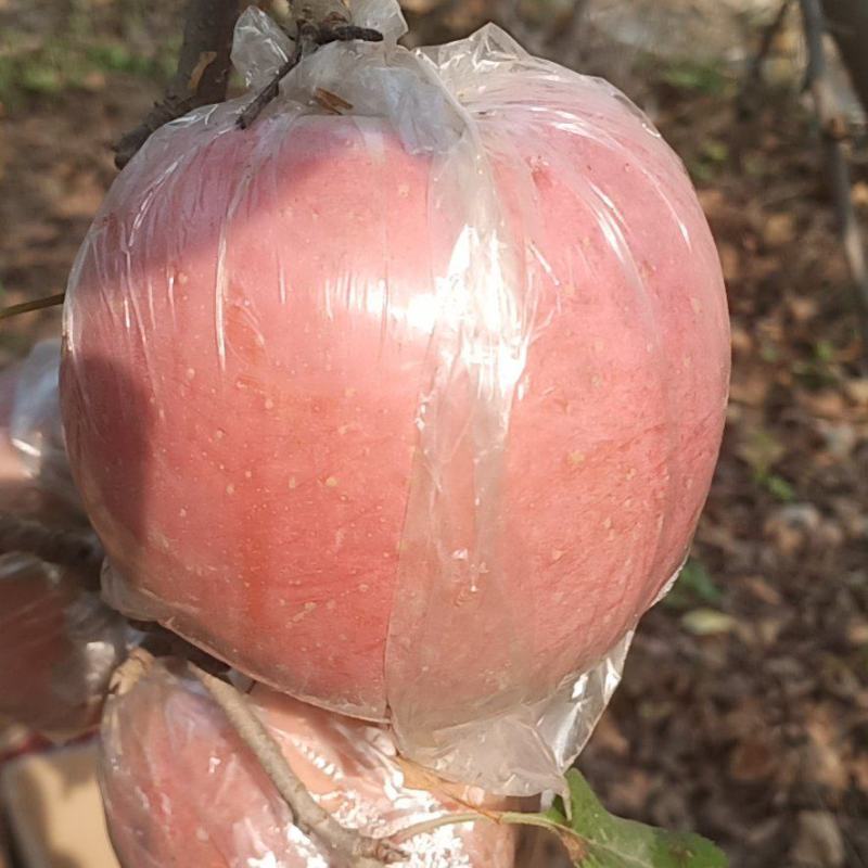 自家种的红富士长枝苹果