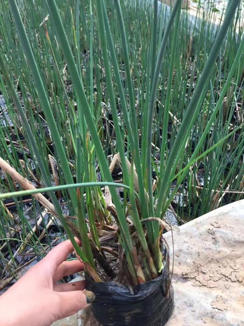 水葱盆栽植物野生水葱苗湿地种植植物净化水质生态浮岛专用苗
