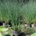 水葱盆栽植物野生水葱苗湿地种植植物净化水质生态浮岛专用苗