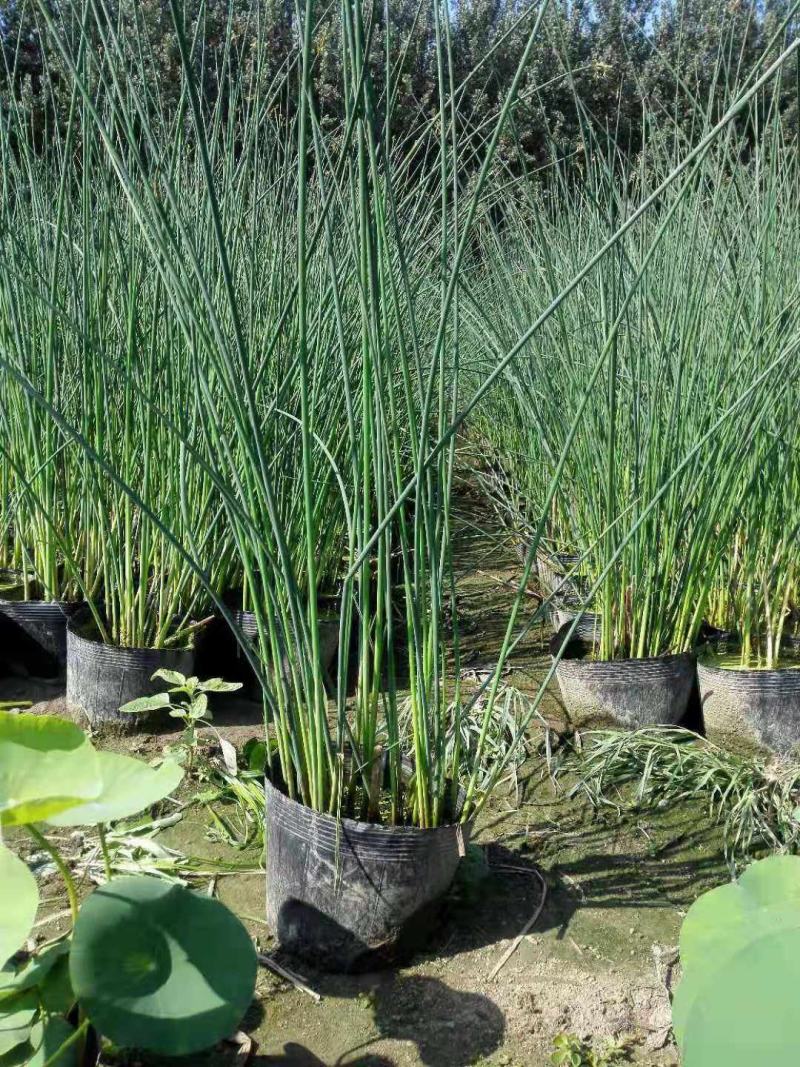 水葱盆栽植物野生水葱苗湿地种植植物净化水质生态浮岛专用苗