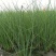 水葱盆栽植物野生水葱苗湿地种植植物净化水质生态浮岛专用苗