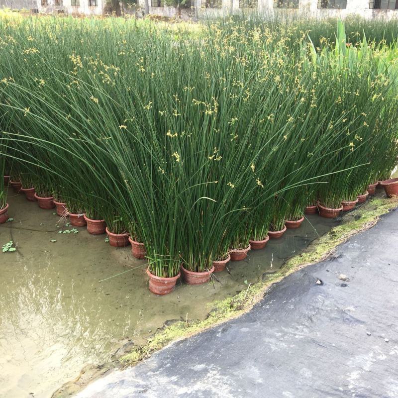 水葱盆栽植物野生水葱苗湿地种植植物净化水质生态浮岛专用苗