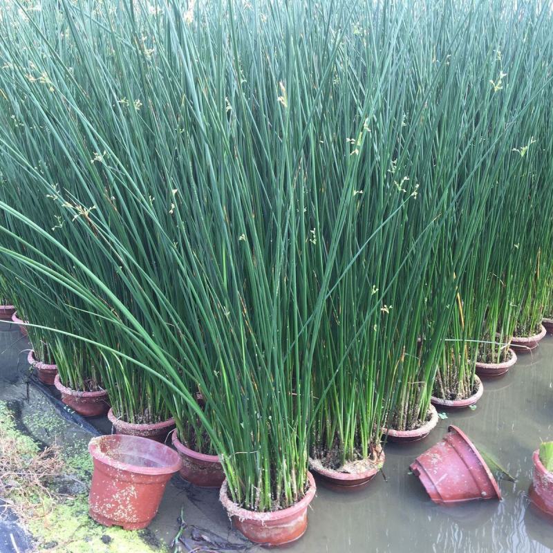 水葱盆栽植物野生水葱苗湿地种植植物净化水质生态浮岛专用苗