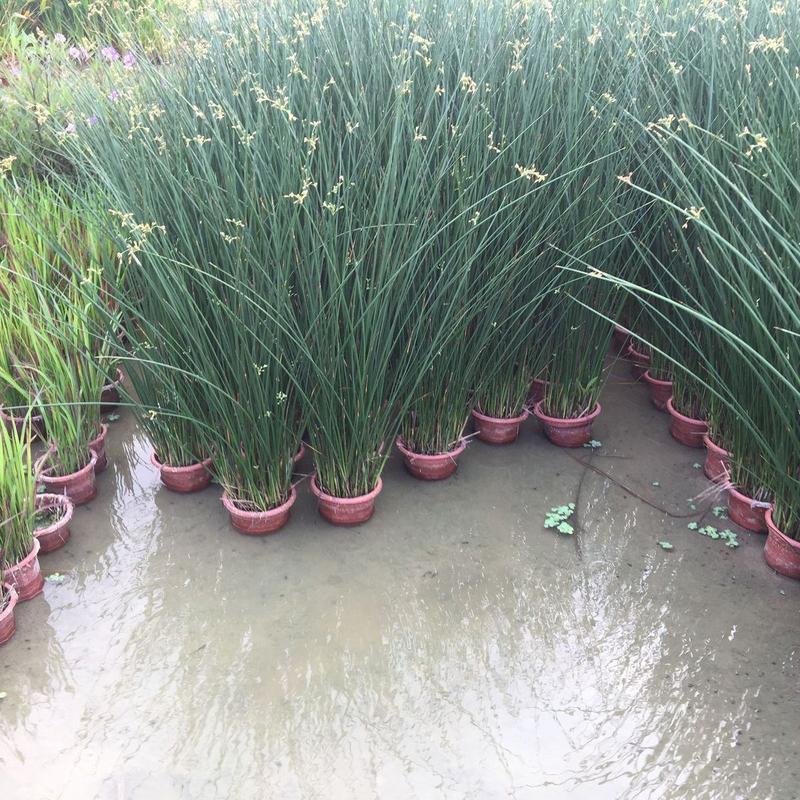 水葱盆栽植物野生水葱苗湿地种植植物净化水质生态浮岛专用苗