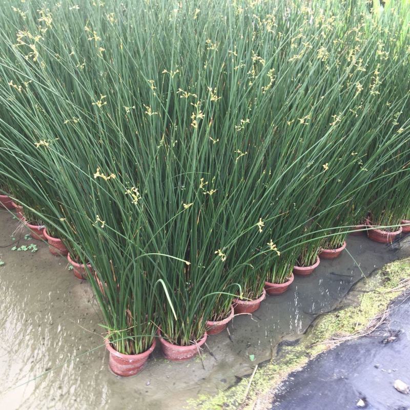 水葱盆栽植物野生水葱苗湿地种植植物净化水质生态浮岛专用苗