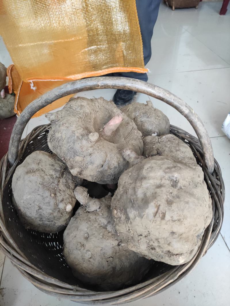 基地直供优质商品魔芋（一代，二代)，欢迎新老客户前来下单
