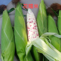 优选糯玉米花玉米货源充足品质产地直发对接全国市场