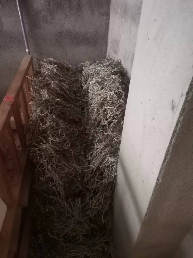 鹿茸草产新货，要的速度，联系，速度，速度，速度，速度